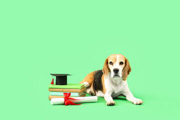 Cute beagle dog with mortar board, books and diploma on green background