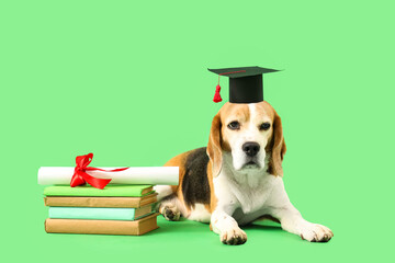Cute beagle dog in mortar board with books and diploma on green background
