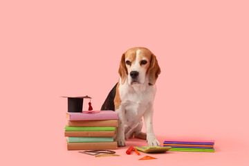 Cute beagle dog with mortar board, books and calculator on pink background