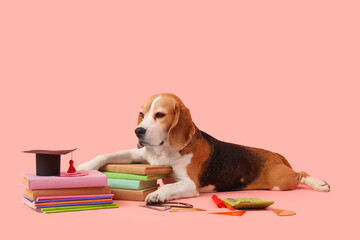 Cute beagle dog with mortar board, books and calculator on pink background