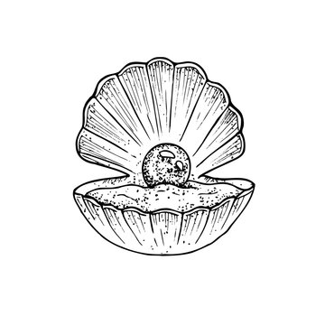 recommend clip art: Vector beautiful shell. Hand painted line opened oyster seashell with pearl. Graphic clip art isolated on background. Underwater illustration. For designers, invitations, decoration, postcard