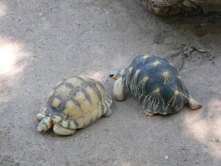 Obraz premium turtle on the sand