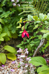 Hardy fuchsia flower
