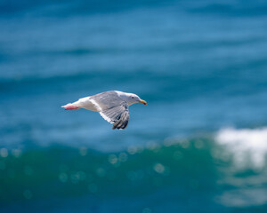 An adult western gull flying along a beach near Morro Bay, California.