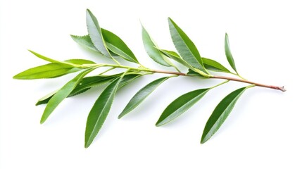Green Branch with Leaves Isolated on White Background