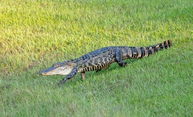 Alligator walking in the grass in North Carolina
