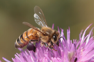Honeybee on flower gathering pollen in late summer