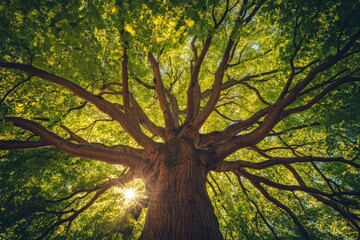 A majestic tree with sprawling branches captured from below, showcasing the beauty of nature and the vibrant green leaves illuminated by sunlight filtering through.
