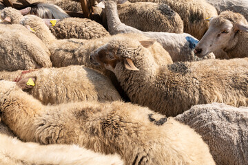 Naklejka premium A herd of goats and sheep being guided into a fenced enclosure on a farm, preparing them for the daily milking routine. Livestock management in a traditional rural setting.