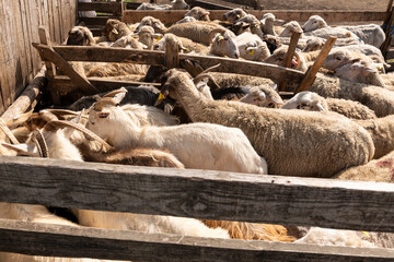 A group of sheep and goats being herded into a fenced enclosure on a farm. Movement and management of livestock in a rural setting.