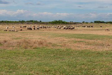 Fototapeta premium Goats and sheep grazing in an open pasture, set against the backdrop of a rural landscape with dry grass and trees in the distance.