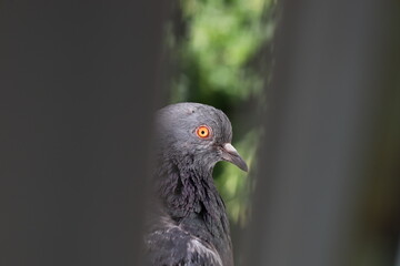 Pigeon closeup portrait, bird on the window, summer day, pigeon beautiful portrait, pigeons eyes in macro, Extreme Close Up