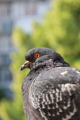 Pigeon closeup portrait, bird on the window, summer day, pigeon beautiful portrait, pigeons eyes in macro, Extreme Close Up
