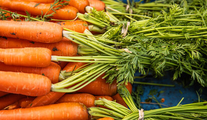 Closeup of crisp freshly harvested carrots with vibrant green tops. A bundle of vibrant farm-fresh orange carrots at farmers market . Root vegetable. Top view 
