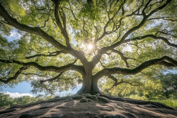 Fototapeta premium A magnificent oak tree with sprawling branches, sunlight piercing through its leaves, creating a serene and timeless natural scene full of life and tranquility.