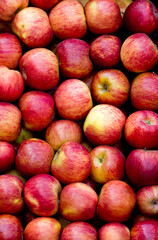 Delicious fruits and vegetables for a healthy diet. Oranges, Tangerines, Pears, Peppers, Red Apples, Green Apples, Cherry Tomatoes, Squashes.