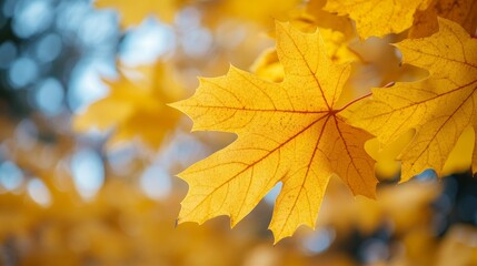 Obraz premium Golden autumn leaf in close-up with blurred background