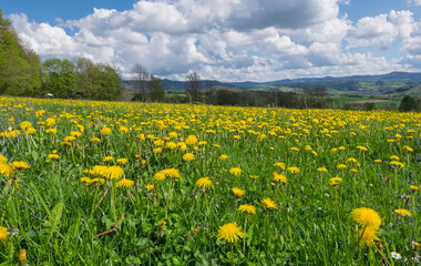 Frühling auf der Maulkuppe