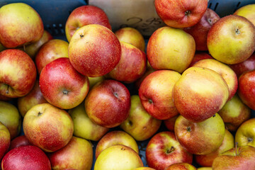 Closeup of fresh juicy crispy red and yellow apples at the local farmers market. Pile of  seasonal organic fruits for sale. Perfect for healthy lifestyle. Top view. 
