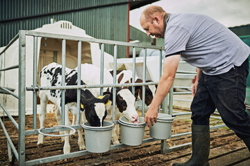 Farming, cows and man at fence with bucket for nutrition at sustainable small business in milk production. Growth, development and dairy farmer in pen with food, calf and feeding healthy barn animals © Penn/peopleimages.com