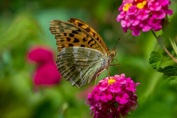 Silver washed fritillary butterfly. Butterflies with orange, gray, brown, and silver wings. Butterfly isolated on pink flower called lantana. Argynnis paphia.