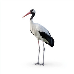 Obraz premium A black and white stork standing tall against a white background, highlighting its graceful posture and distinctive beak.