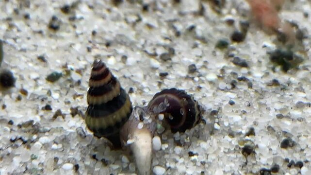 Eine Clea Helena, Raubschnecke beim fressen von Fliegenmaden.