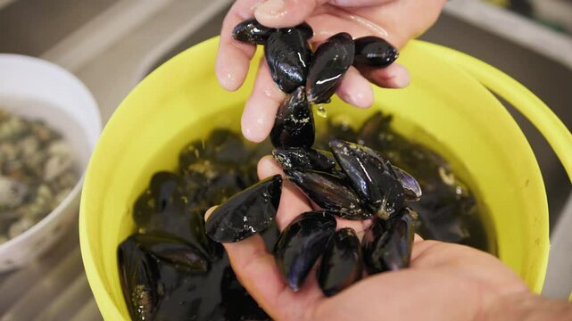Chef Is Washing Tarantine Black Mussels To Purge Them