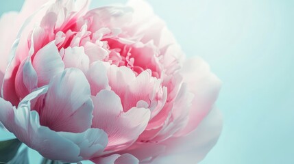Elegant close-up of a peony bloom, captured in macro photography, with intricate details and a soft white-light blue background