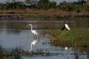 Great egret with reflection seen in the Okavango Delta Botswana