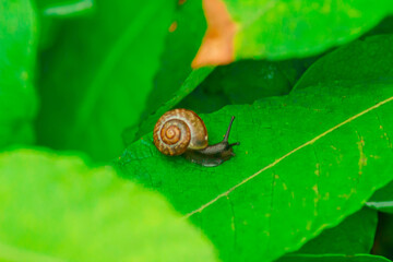 A close-up of a snail with a spiral shell navigating a vibrant green leaf