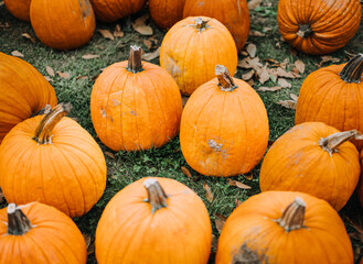 Pile of pumpkins on grass with fall leaves