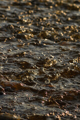  Close-up of water ripples reflecting golden sunlight, creating a textured liquid surface. Ideal for backgrounds, nature themes, and abstract designs.