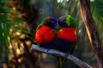The Rainbow Lorikeet 