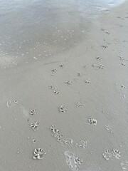 Dog Paw Prints on Beach 