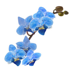 Blue orchid on white 4 © Tawan