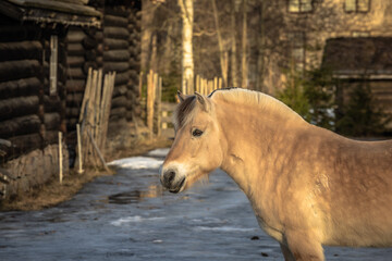 Oslo - February 11 2023: Scandinavian horses in the Oslo Open air Museum in Oslo, Norway