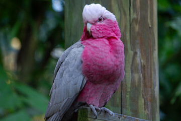 Galah Cockatoo