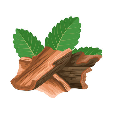 Vector illustration of Cuachalalate bark, with green leaves, scientific name Amphipterygium adstringens, isolated on white background.