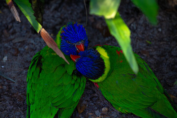 rainbow lorikeet parrot