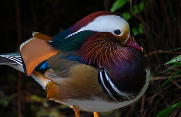 Mandarin Duck 