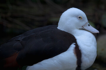 Radjah Shelduck