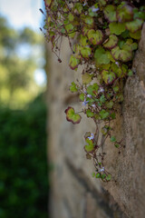  plantas silvestres en flor 