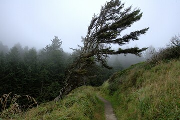 Single pine tree bent over by years of wind next to a winding hiking path through a meadow, with a dense pine woodland in the background fading into the fog. 