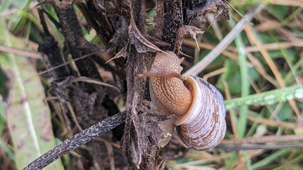 Close up top down view of small snail, specifically an Oregon Forestsnail (Allogona townsendiana), crawling along foliage.