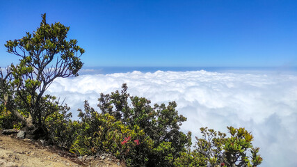 Obraz premium Beautiful view from the top of Mount Gede