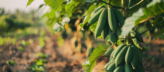 Green And Healthy Raw Papaya Stock On Tree In Farm For Harvest