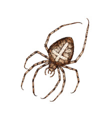Brown spider with a cross on its back watercolor illustration. Arachnida order arthropods. Scary insect for Halloween. Animal isolated from background. For the design of books, magazines, banners,