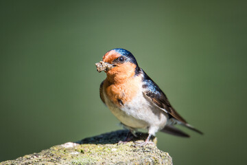 swallow with mouth full of mud for nest building isolated against out of focus background