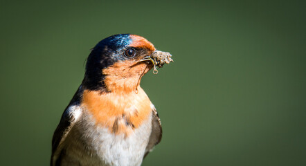 swallow with mouth full of mud for nest building isolated against out of focus background